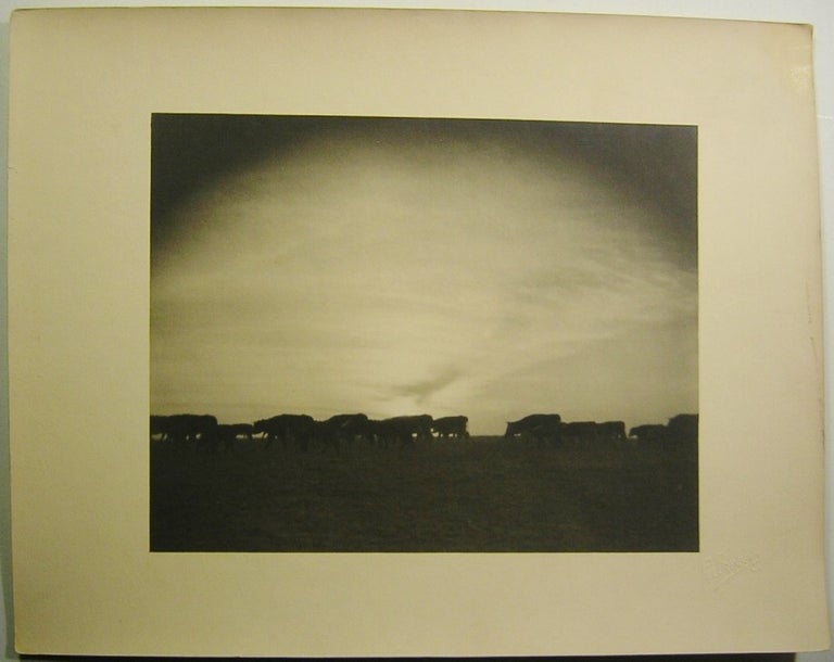 Item #14045 Western Photo of Cattle at Sunset. CATTLE SUNSET, Photograph.