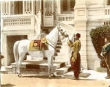 Item #14351 Early Photograph of Sultan's Arabian Horse, Printed Circa 1890. Arabian Horse,...
