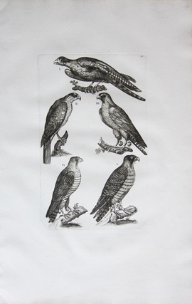 Item #14366 Collection of Large Falcon Etchings, Published in 1772. FALCON, Print