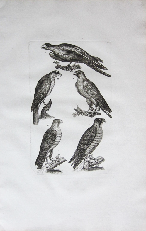 Item #14366 Collection of Large Falcon Etchings, Published in 1772. FALCON, Print.