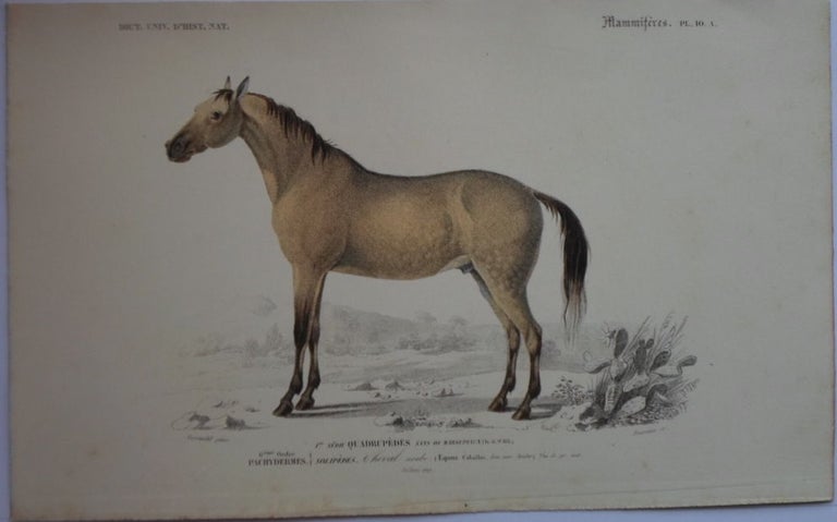 Item #14471 Arabian Horse Lithograph Published in 1849. Lithograph Arabian Horse.