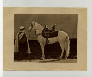 Item #14582 Arabian Horse, 19th Century, Albumen Photograph. Albumen Photograph Arabian Horse