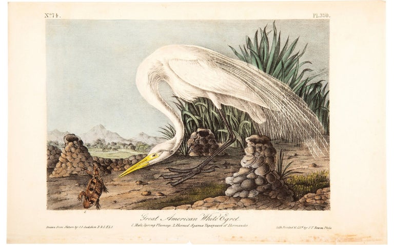 Item #17227 Audubon’s first edition of Birds of America “Great American White Egret” Hand Colored Lithograph. James Audubon.