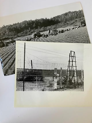 Photo Archive of Texas Ranch Life changes over decades from Bisons and western cattle to prison ranch hands and migrant farmers