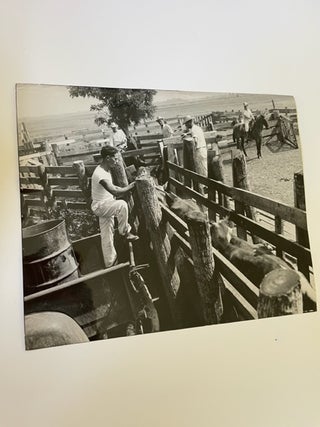 Photo Archive of Texas Ranch Life changes over decades from Bisons and western cattle to prison ranch hands and migrant farmers