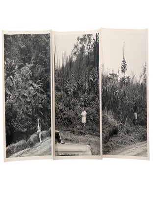 Mbuti Indigenous Life in the Belgian Congo's Ituri Forest Photo Archive, 1930s
